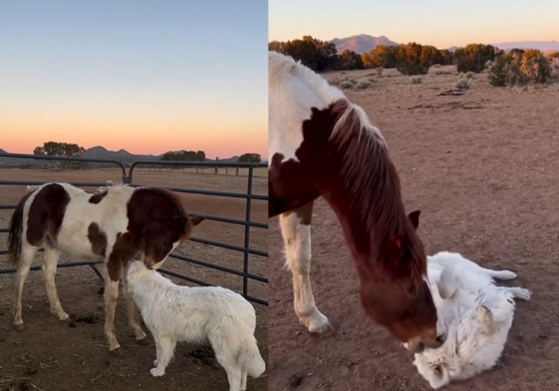 Cavalo traumatizado rejeita contato humano, mas se entrega aos carinhos de um cachorrinho; VÍDEO O cavalo traumatizado, nos Estados Unidos, não resistiu aos carinhos do cachorrinho. - Foto: @stellamariabaer/Instagram
