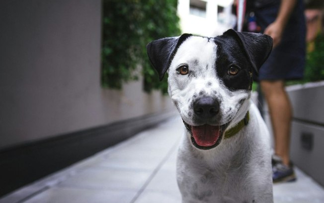 Suporte emocional e assistência: cães desempenham papeis além da companhia Suporte emocional e assistência: cães desempenham papeis além da companhia