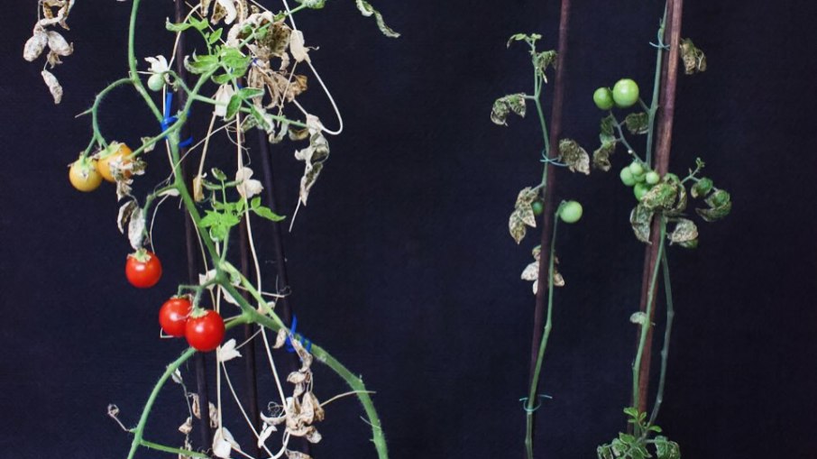 À esquerda, tomates plantados usando a técnica de policultura, juntamente com ervilhas e cenouras e, à direita, tomate separado de demais espécies À esquerda, tomates plantados usando a técnica de policultura, juntamente com ervilhas e cenouras e, à direita, tomate separado de demais espécies