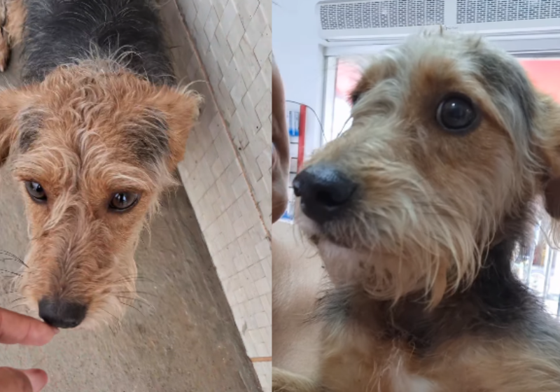 Mulher vai na farmácia e volta com remédio diferente pra casa: cãozinho fiapo de manga A mulher, da Bahia, foi à farmácia comprar remédio e voltou com um cãozinho fiapo de manga para casa. Adoção com final feliz. - Foto: @simaradoprojetoresgate/Instagram