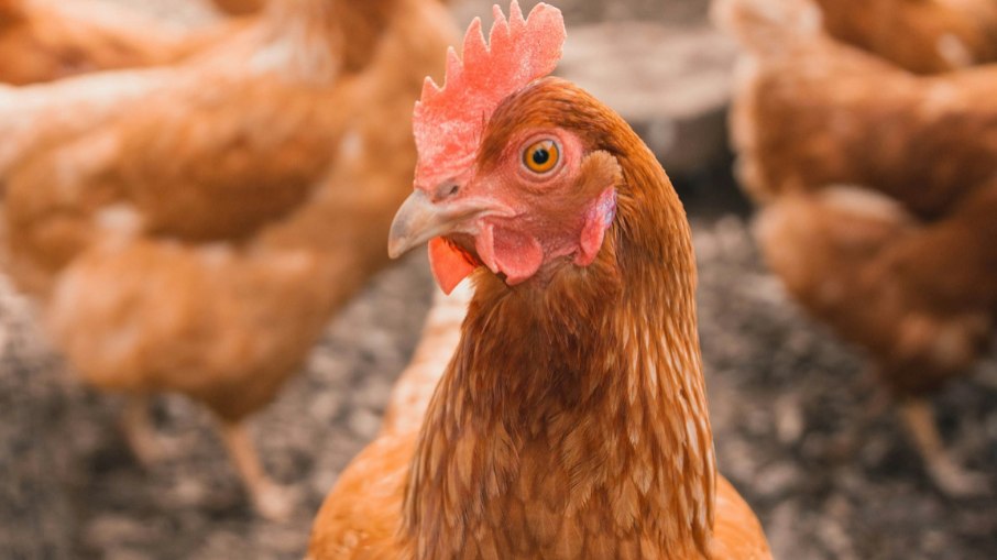 Japão bloqueia produtos de Goiás e Mato Grosso após surto confirmado Japão bloqueia produtos de Goiás e Mato Grosso após surto confirmado