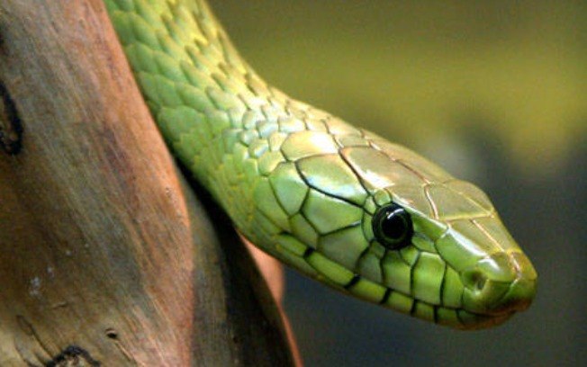 Mamba-verde uma das espécies mais venenosas do mundo Mamba-verde uma das espécies mais venenosas do mundo