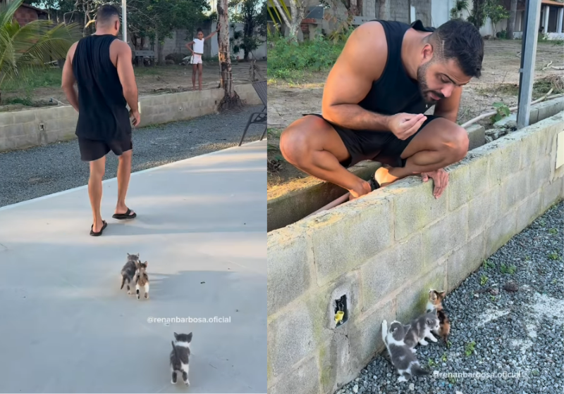 Filhotinhos de gato escolhem tutor e o seguem até adotar a família inteira; vídeo Os filhotinhos de gato não dão chance, escolhem o tutor e o seguem até o influenciador Renan adotar a família toda, em Feira de Santana (BA) - Foto: @renanbarbosa.oficial