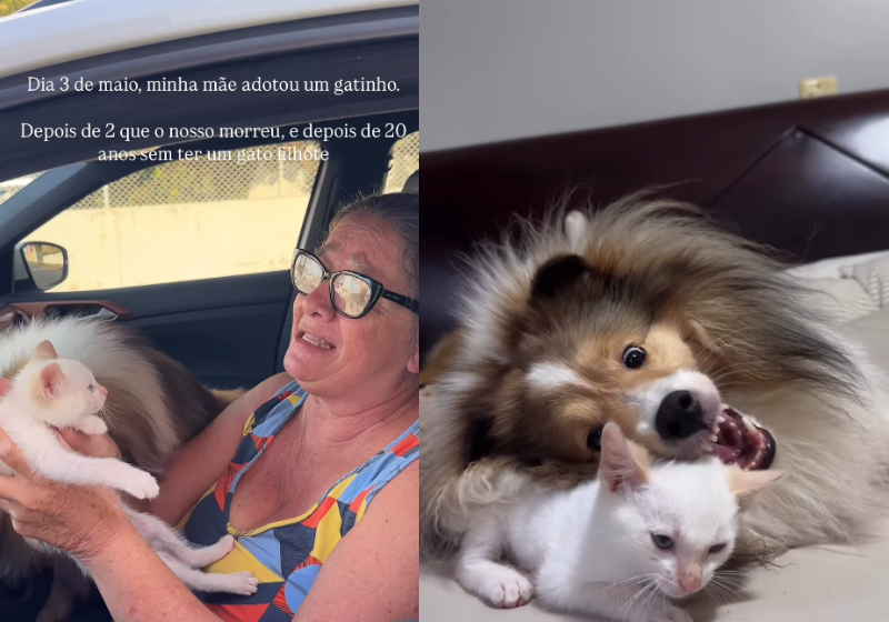 Gatinho adotado conquista coração do cachorro: amor à primeira vista; vídeo TimTim, o gatinho adotado, de São Paulo, conquistou o coração da Tanha, o cachorro da família e viraram melhores amigos m 15 dias.. - Foto: @cacaucomcastanha/Instagram
