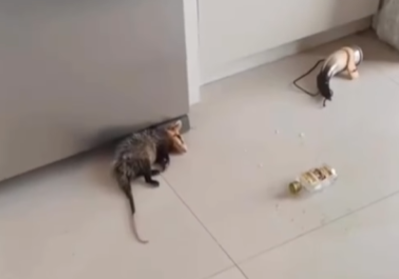 Gambá bebum entra em residência, bebe cachaça, dorme na cozinha e é resgatado; vídeo O gambá bebum invadiu uma casa, bebeu toda a cachaça e dormiu na cozinha, em Palhoça (SC). O resgate animal foi chamado e o video viralizou. -