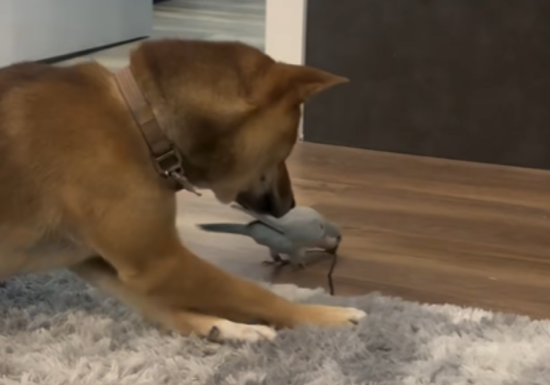 Passarinho supera ciúmes de cachorro e eles viram melhores amigos; vídeo Um cachorro e um passarinho viraram melhores amigos, inseparáveis. Um com temperamento dócil, o outro temperamental, eles viraram queridinhos nas redes sociais. Foto: The Dodo
