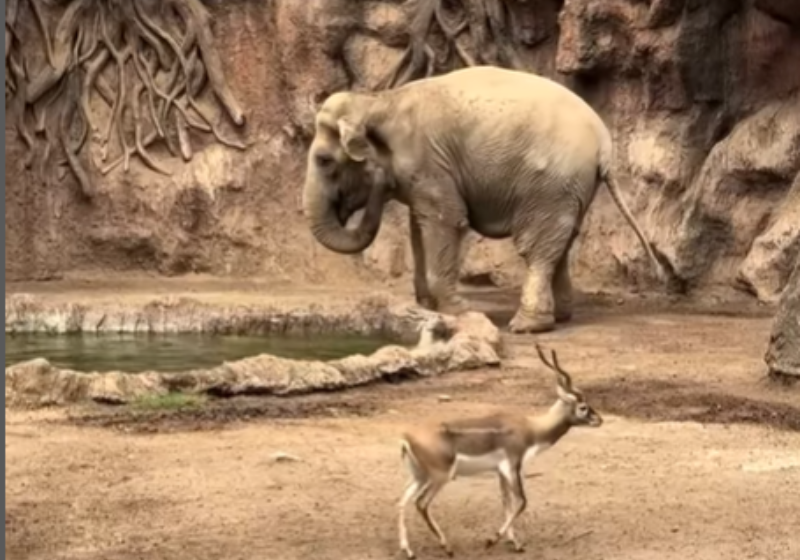 Elefanta idosa resgata gazela que estava se afogando em zoo; vídeo A elefanta idosa, Trompita, de 61 anos, usou a trompa para salvar a gazela que estava em apuros no laguinho do zoo na Guatemala. - Foto: @zoolaurora