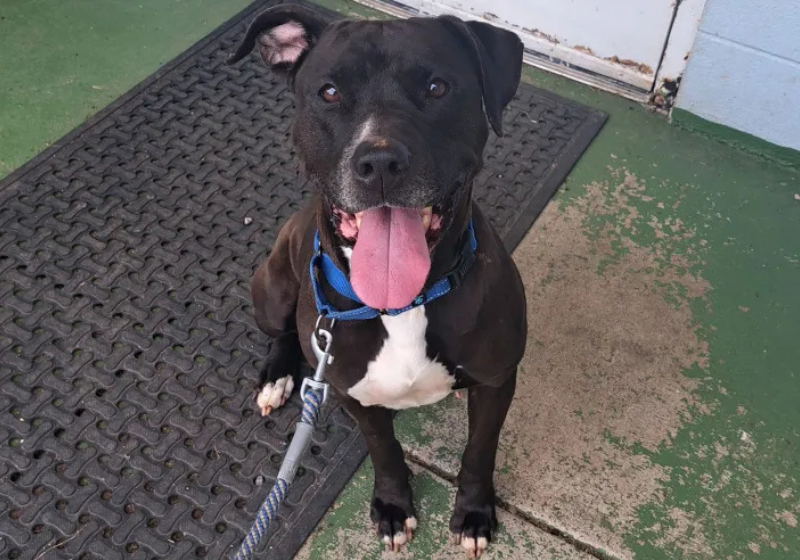 Cachorrinha avisa que homem teria convulsão durante feira de adoção; nunca foi treinada A cachorrinha Sienna avisa ao homem que estava na feira de adoção, nos EUA, sobre a convulsão, sem nunca ter sido treinada. - Foto: Friends of Campbell County Animal Control/Facebook