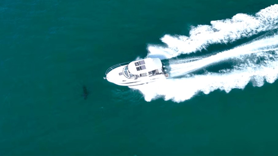 Tubarão-branco é atingido por barco a motor