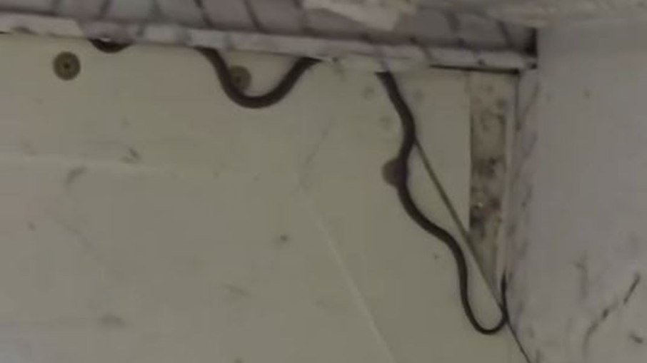 Cobra invade avião na Austrália