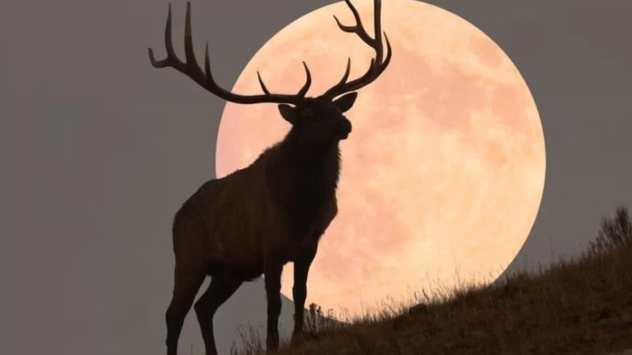 Lua do Veado é o nome atribuído à Lua cheia do mês de julho, por causa do período em que os animais entram na vida adulta Lua do Veado é o nome atribuído à Lua cheia do mês de julho, por causa do período em que os animais entram na vida adulta