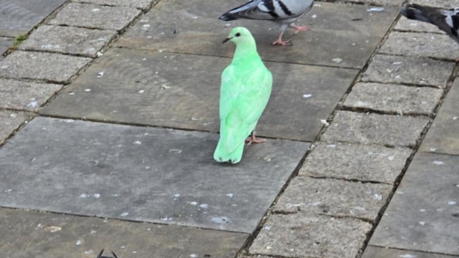 VÍDEO: pombo verde neon vira atração e causa alvoroço em praça VÍDEO: pombo verde neon vira atração e causa alvoroço em praça