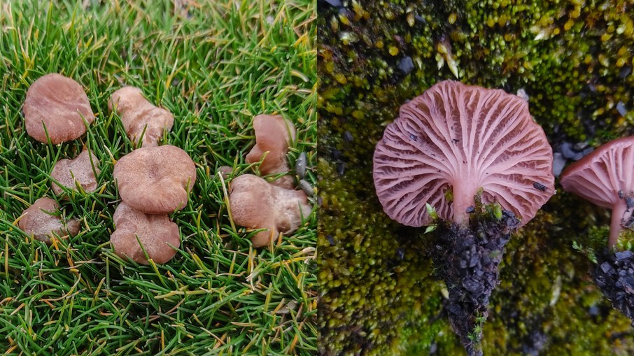 Cogumelos descobertos fazem parte da família gênero Omphalina Cogumelos descobertos fazem parte da família gênero Omphalina