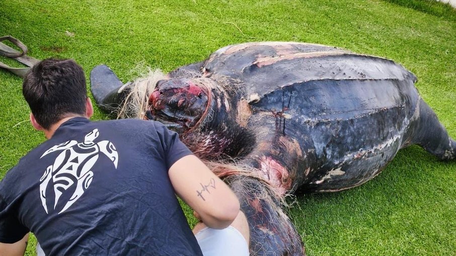 Tartaruga gigante Tartaruga gigante