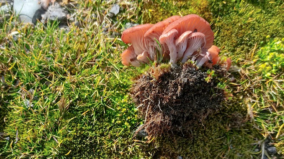 Fungos impressionam pela capacidade de sobreviver ao frio extremo, à radiação intensa e a solos pobres da Antártica Fungos impressionam pela capacidade de sobreviver ao frio extremo, à radiação intensa e a solos pobres da Antártica
