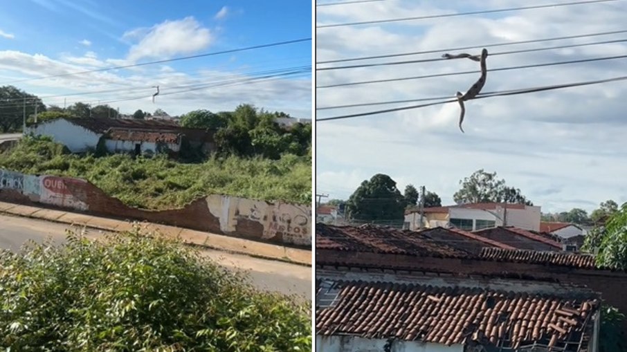 Cobra elétrica? Serpente anda nos fios e assusta moradores Cobra elétrica? Serpente anda nos fios e assusta moradores