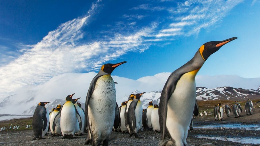 Pinguins-imperadores Pinguins-imperadores