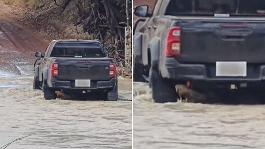 Carro atravessa rio arrastando crocodilo; assista Carro atravessa rio arrastando crocodilo; assista