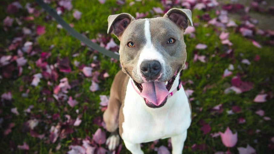 Além dos pit bulls, cachorros de mais 10 raças derivadas estão sujeitos às novas regras do governo de Santa Catarina Além dos pit bulls, cachorros de mais 10 raças derivadas estão sujeitos às novas regras do governo de Santa Catarina