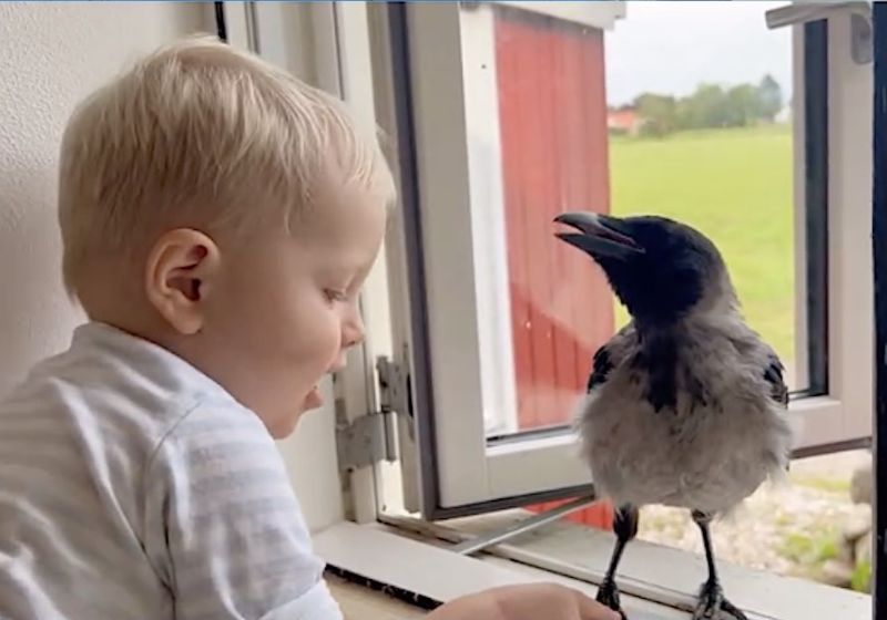 Corvo resgatado e menino completam 1 ano como melhores amigos: espera chegar da escola Ninguém acreditava que o corvo Russell e o menino Otto se tornariam melhores amigos, há um ano, quando a ave foi resgatada. As visitas continuam todo dia. - Foto: Lærke Luna / Instagram