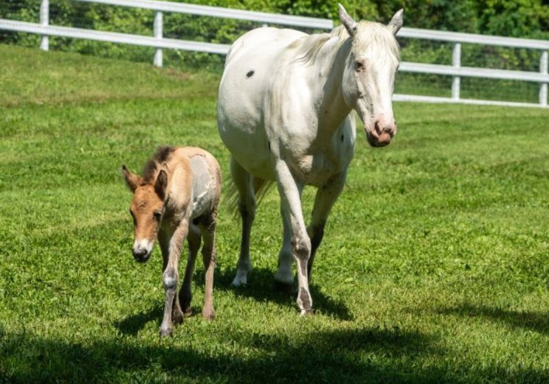Égua em luto adota potrinho selvagem rejeitado pela mãe; nasceu com deficiência A égua Alice, que perdeu o filhote, adotou o potrinho Marat, que foi rejeitado pela mãe. - Foto: Minnesota Zoo Foundation
