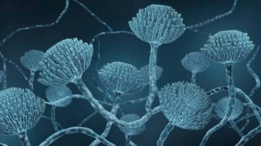 Aspergillus Fumigatus Aspergillus Fumigatus