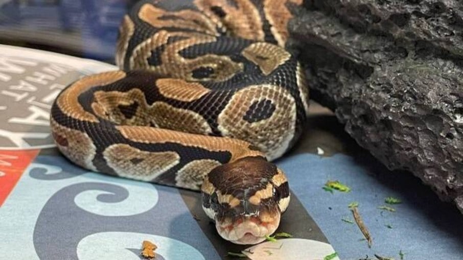 Cobra Píton Cobra Píton
