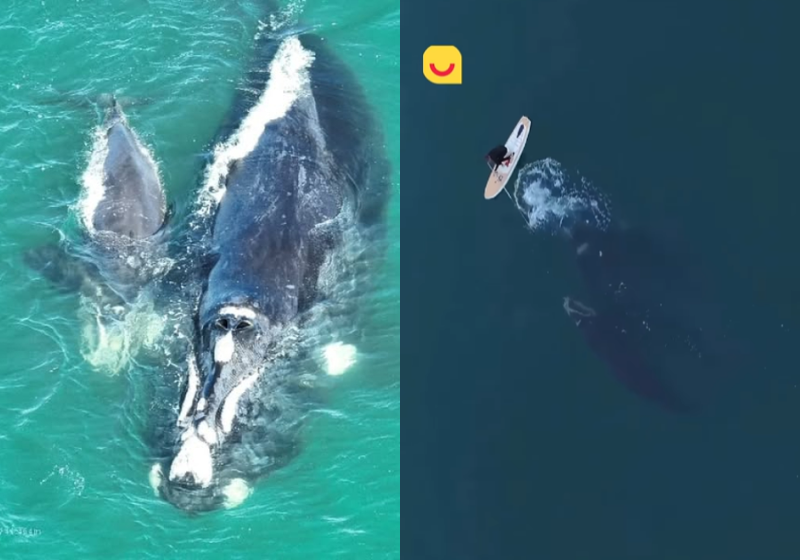 Baleia presa em rede de pesca é resgatada com Stand Up Paddle, em praia de Florianópolis; vídeo A baleia presa em uma rede de pesca numa praia de Florianópolis foi resgatada por um profissional usando Stand Up Paddle. - Foto: CBMSC