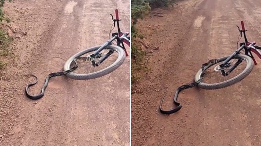 VÍDEO: cobra sobe em bicicleta em movimento e apavora ciclista VÍDEO: cobra sobe em bicicleta em movimento e apavora ciclista