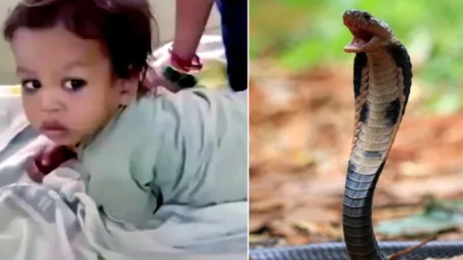 Menino de 2 anos mata cobra com mordida na cabeça