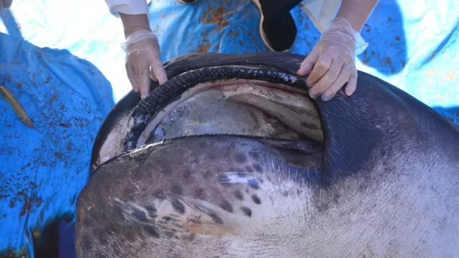 Apesar da enorme mandíbula, o tubarão megaboca se alimenta de animais pequenos Apesar da enorme mandíbula, o tubarão megaboca se alimenta de animais pequenos