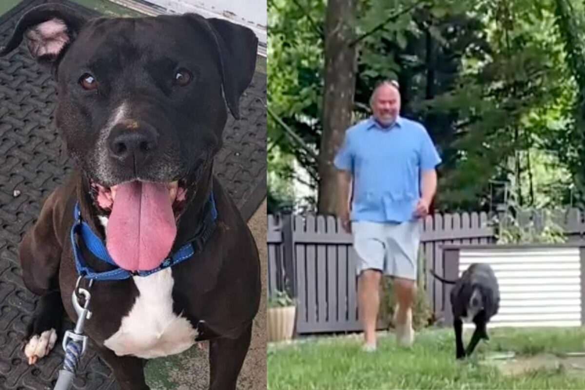Cachorrinha de abrigo, que avisou que homem teria convulsão, é adotada A cachorrinha Sienna, que alertou que um homem visitante do abrigo ia entrar em convulsão, em Virginia, EUA, acaba de ser adotada. - Fotos: reprodução / ABC