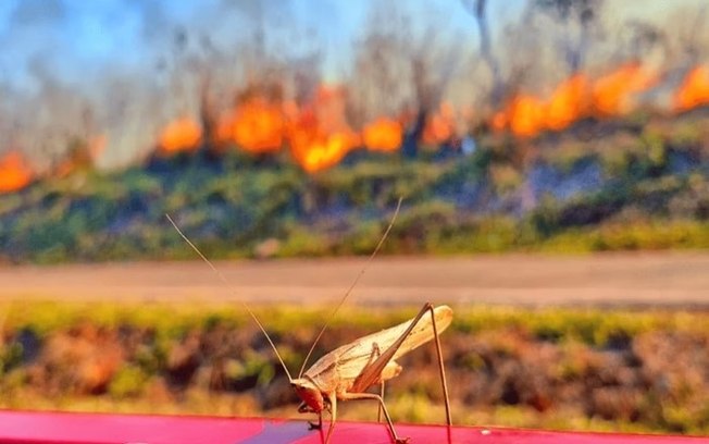 Incêndio mobiliza bombeiros e ameaça área próxima ao Parque Nacional de Brasília Incêndio mobiliza bombeiros e ameaça área próxima ao Parque Nacional de Brasília