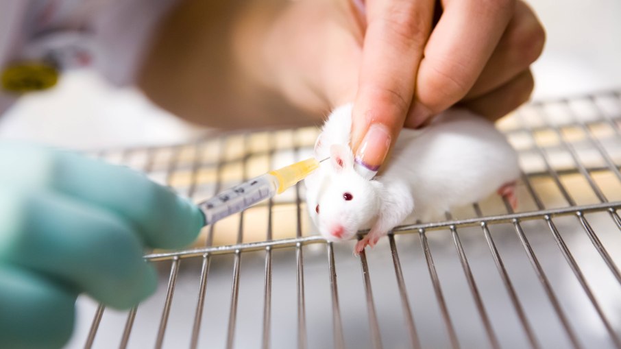 Produtos cosméticos não podem mais ser testados em animais Produtos cosméticos não podem mais ser testados em animais