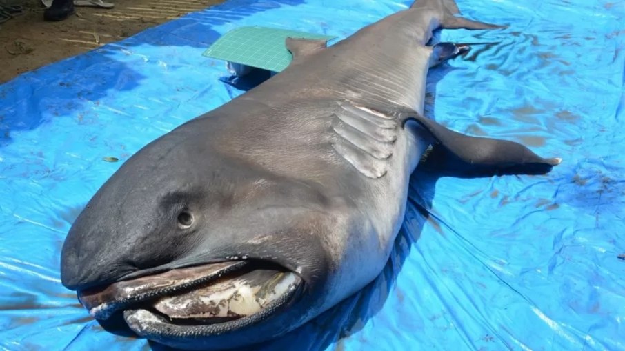 Tubarão megaboca foi encontrado morto em praia do Sergipe Tubarão megaboca foi encontrado morto em praia do Sergipe
