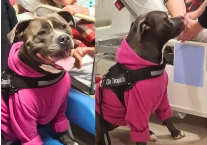 Conheça o pitbull terapeuta brasileiro que ajuda pacientes em hospitais