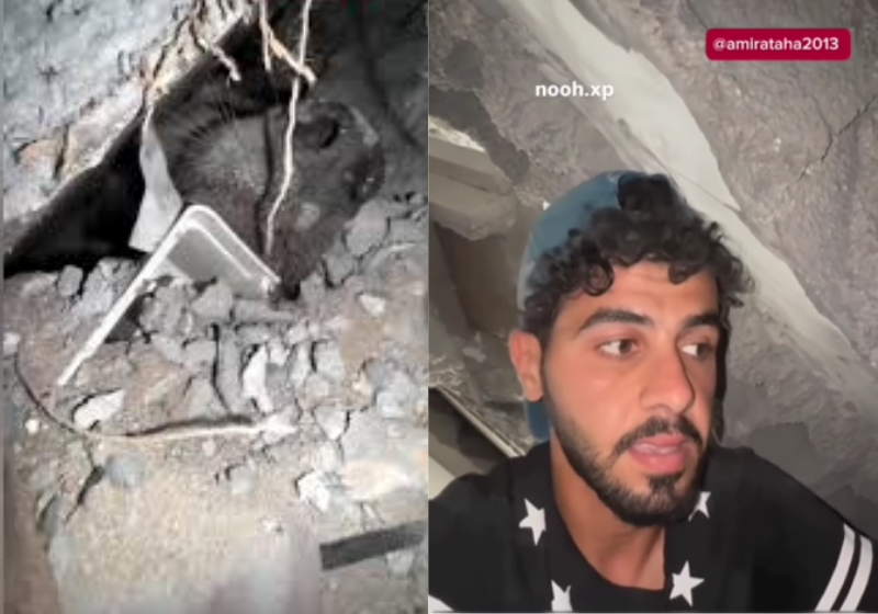Palestinos resgatam cachorro preso sob escombros da guerra; vídeo emocionante Socorristas palestinos resgatam o cachorro preso em escombros da guerra - Foto:: reprodução redes sociais
