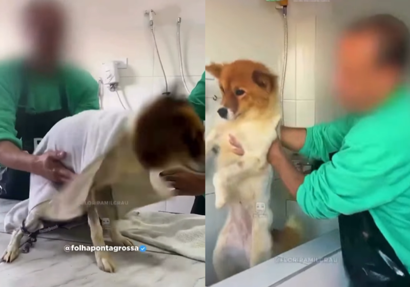 Detentos cuidam de cachorros vítimas de maus-tratos em SC; “ReabilitaCÃO” Os detentos cuidam dos cachorros resgatados e, ao mesmo tempo, aprendem uma nova profissão e a lidar com as emoções. - Foto: Governo de SC