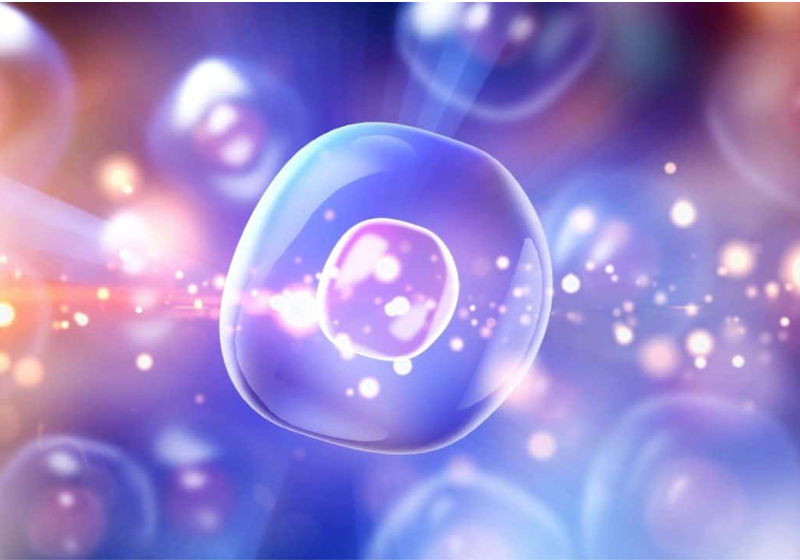 Cientistas descobrem que o corpo humano tem uma “usina de reciclagem” das células
