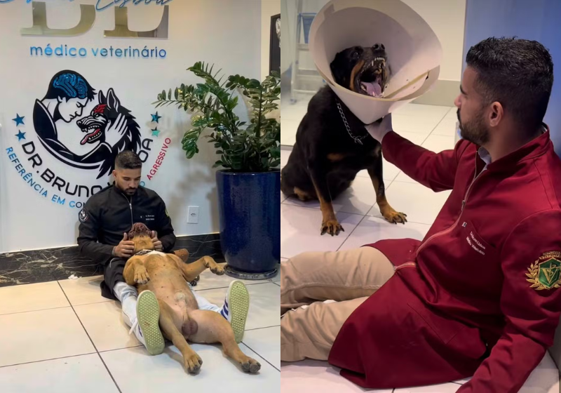 Veterinário brasileiro ‘encantador’ de animais agressivos mostra a técnica que usa em consultas; vídeo