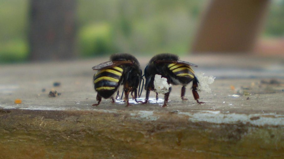 Mandaçaia (Melipona quadrifasciata anthidioides), abelha brasileira sem ferrão Mandaçaia (Melipona quadrifasciata anthidioides), abelha brasileira sem ferrão