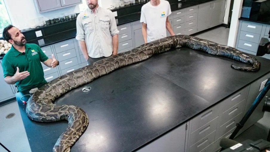 Caçador captura 87 pítons em um mês e ganha prêmio