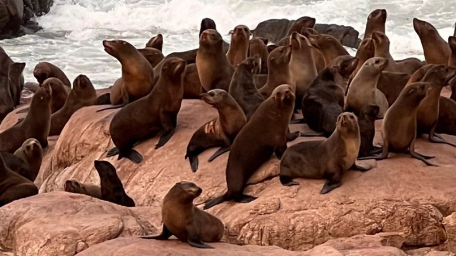 Na imagem, é possível ver a identificação no dorso do lobo-marinho que passou por reabilitação no Brasil Na imagem, é possível ver a identificação no dorso do lobo-marinho que passou por reabilitação no Brasil