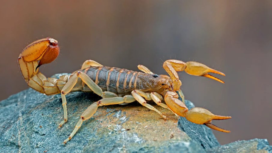Escorpião amarelo Escorpião amarelo