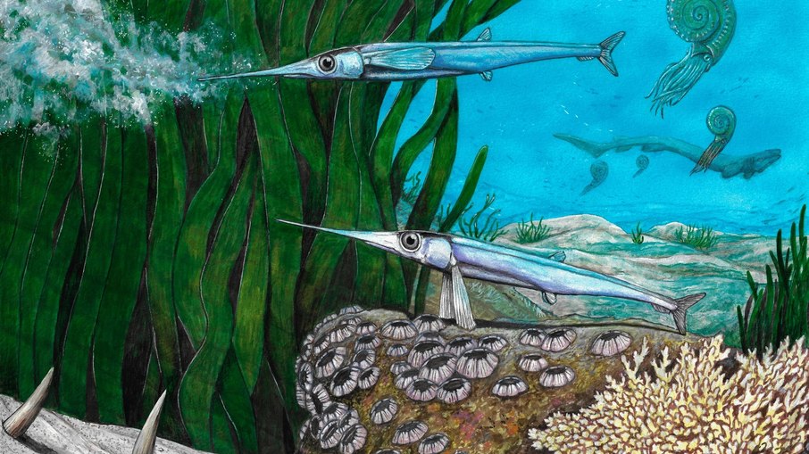Reconstrução da vida de Antarctichthys longipectoralis Reconstrução da vida de Antarctichthys longipectoralis