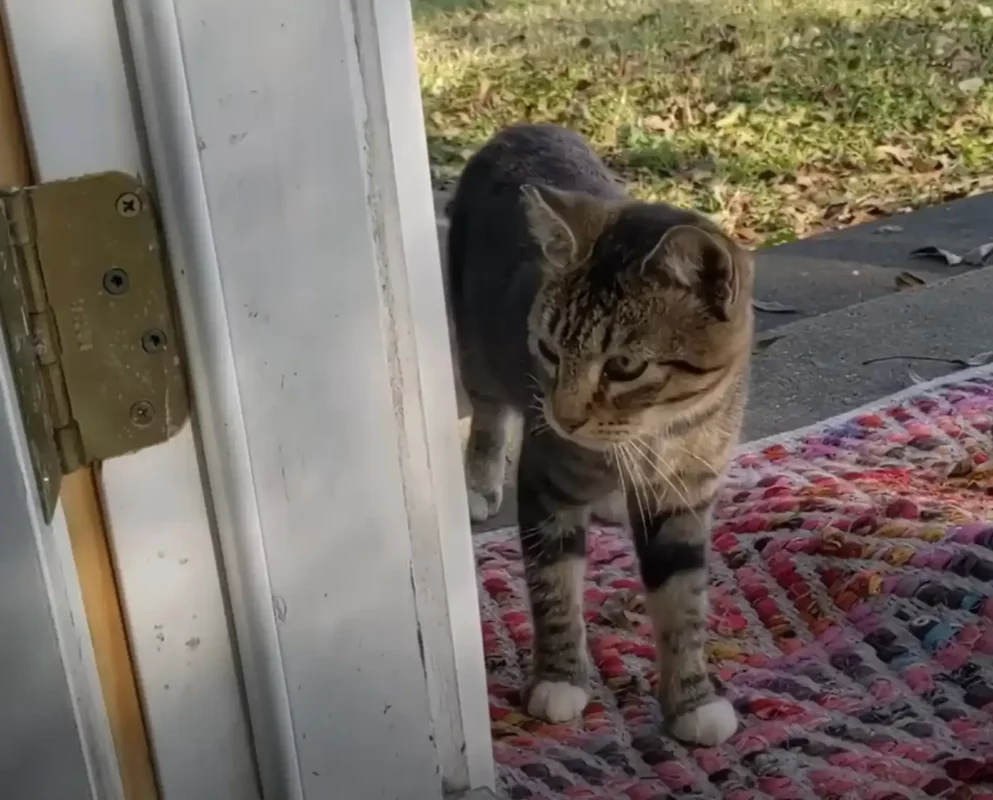Pouco tempo depois o caramelo leva a gatinha para ser adotada também. - Foto: The Dodo