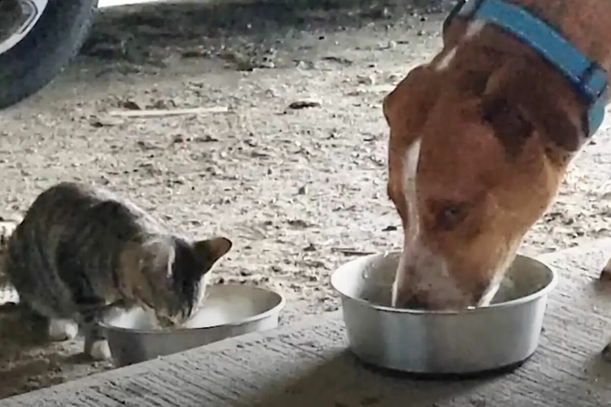 Caramelo adotado leva gatinha para tutora adotar também e… adivinha Roman, o caramelo adotado, fez a família dos Estados Unidos adotar a gatinha também e hoje eles comem juntos. Foto: The Dodo