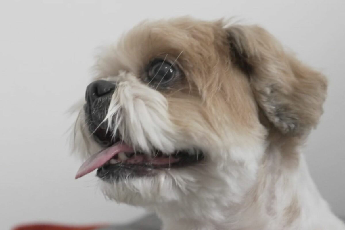 Tratamento brasileiro fez cachorro com paralisia voltar a se movimentar; esperança para humanos Um tratamento experimental feito no Rio fez o cachorro Teodoro, com paralisia, voltar a se movimentar com uma simples injeção na coluna. - Foto: reprodução / Fantástico