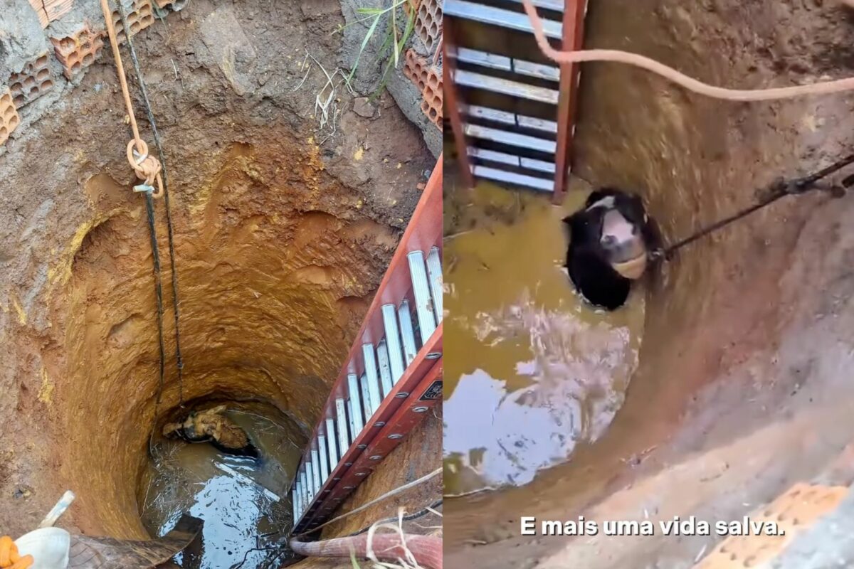 Os bombeiros resgataram o cavalo que caiu em um poço de 7 metros e estava só com a cabeça para fora da água, em Criciúma (SC). - Fotos: CBMSC/Instagram