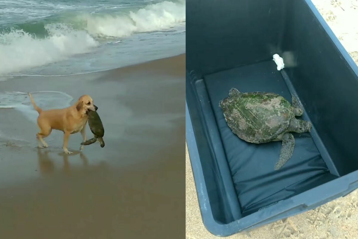Cachorra caramelo heroína entra no mar e resgata tartaruga em SC; vídeo A cachorra caramelo Bibi resgatou uma tartaruga na praia da Armação, em Penha (SC), neste fim de semana - Foto: reprodução/Instagram